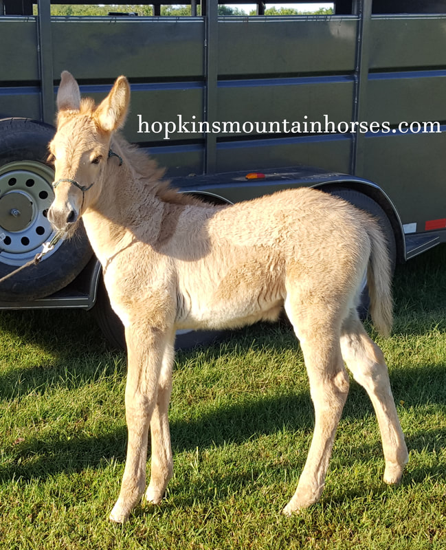 2016 Gaited Rocky Mountain Mules Quality Rocky Mountain Horses in the