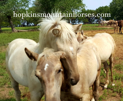 Silver and dun fillies by Sundown Cowboy